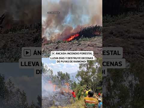 Incendio forestal en Áncash arrasa bosques de puyas de Raimondi  Correo