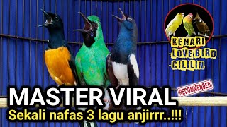 Joss banget !! MASTERAN FULL TEMB4K4N Kenari sambung lovebird & Cililin