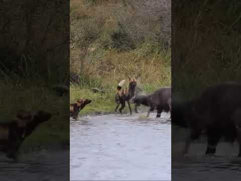 Crocodile landed on wolf