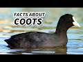 Coots: Lifespan, Behavior, and Habitat