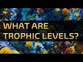 Ecological Concepts and Trophic Levels