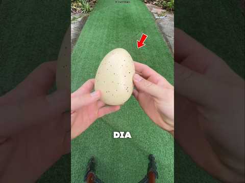 PRIA INI MENETASKAN TELUR HIU😯⁉️