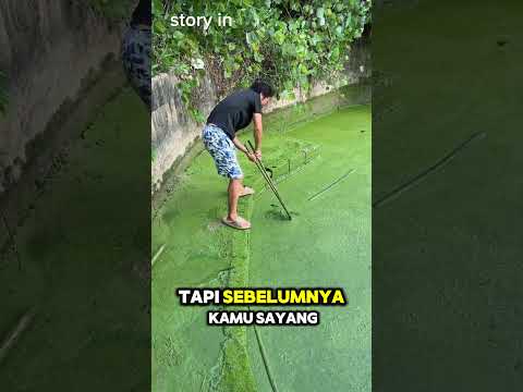 Danau penuh lumut... #shorts