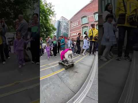 狗狗滑板一鼓作气下楼，路人惊叫连连，这狗太牛了！#法斗 #小法斗球球 #狗子成精了 #Cutepet #cat #dog #shorts