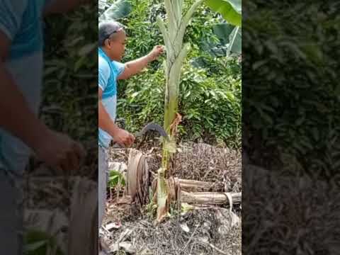 Cara menebang dan basmi batang pisang agar tidak tumbuh tunasnya