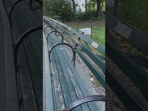 Central Park where woman was sexually assaulted #shorts