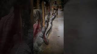 THE BIGGEST ANACONDA IN THE WORLD #SNAKE#REPTILR#FRP#VIRALVIDEO#FORYOUPAGE#SNAKELOVER .