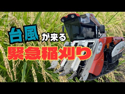 台風のせいで緊急稲刈り 2024年波乱の稲刈りスタートです #稲刈り#コンバイン#農業
