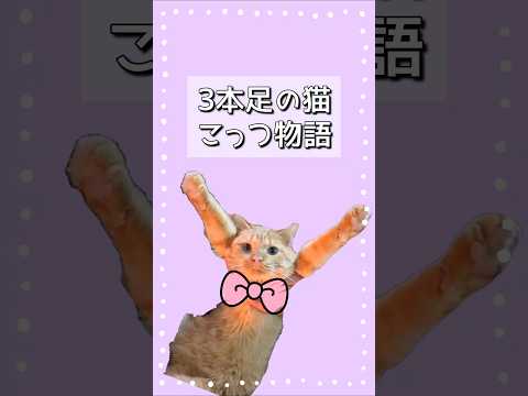 3本足の猫！ひとりぼっちで生きてきた子猫。大怪我を乗り越え家族になりました【感動】