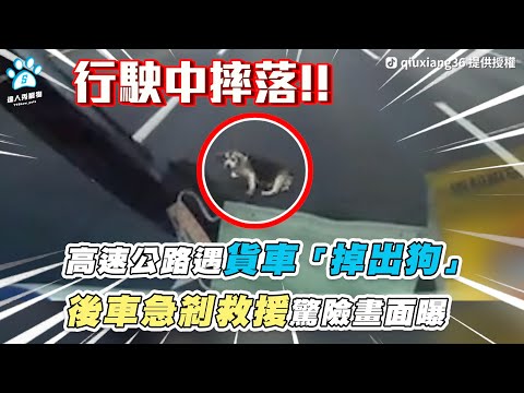 【高速公路遇貨車「掉出狗」 後車急剎救援驚險畫面曝】｜TikTok / qiuxiang36 @徐文良