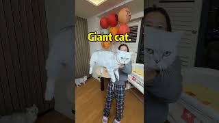 Learning to Take Angler's Photos: A Beginner's Guide! #cat #pets