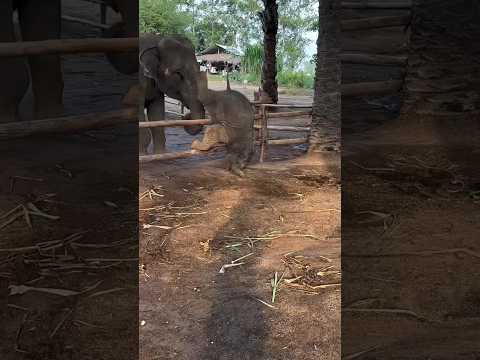 Bayi Raksasa Ini Suka Bikin Onar, Tapi Kelakuannya Gemesin 🐘 #shorts