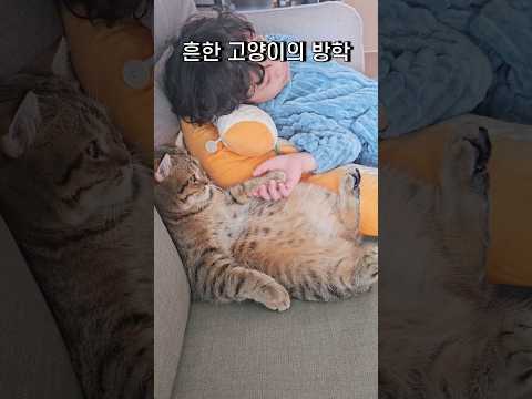 고양이랑 살다 보면 #cat #shorts #funny
