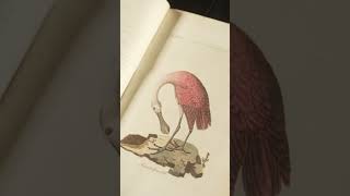 The Wonders of Color in Ornithology