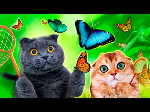 КОТИКИ в ШОКЕ от ЭТОГО! БАБОЧКИ РОДИЛИСЬ у НИХ на ГЛАЗАХ! Наши Новые ПИТОМЦЫ - ЖИВЫЕ БАБОЧКИ