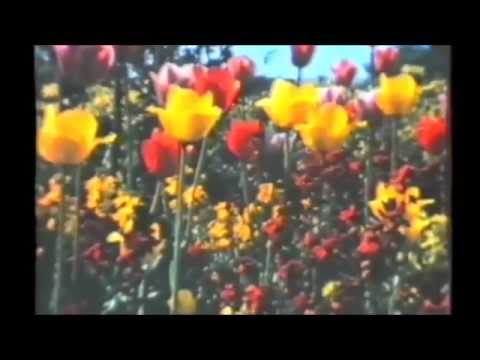 Boards of Canada - Rue the Whirl