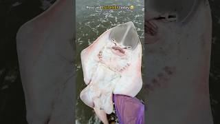 i couldn’t just watch… so I saved this guitarfish 🥹