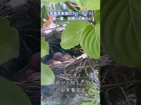 第一章　窓際のお隣さん　#草食系家族のスローライフ　#shorts #ヒヨドリ #子育て日記
