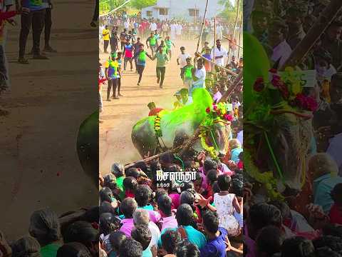 😱கூடத்தை சூறையாடி காளை | #jallikattu #eruthattam #kangayam #kaalai