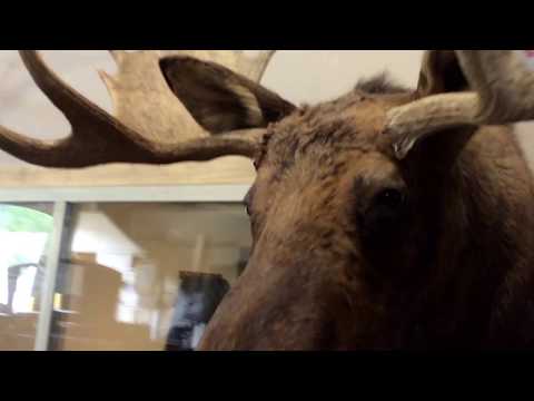 Are Abercrombie Moose Head Real?