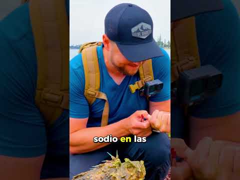 El veneno de un pez piedra #sabiasque #curiosidades #biologia #subnautica