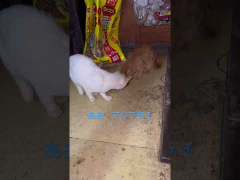 ああ　アジフライ　　#なんとなく配信 #アジフライ #京都 #ねこ #可愛い #shorts