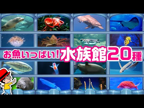 【子供が喜ぶ水族館】海の生き物 お魚さんたちが大集合！20種類！名前と特徴を動画で覚える生き物図鑑★フグ、カニ、エビ、ウミガメ、イルカなど★未就学児向け教育｜Fish【知育動画】sea animals