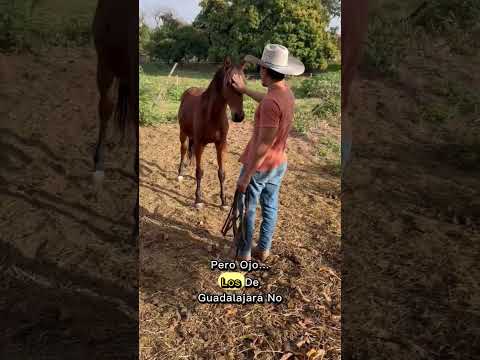 Toca al Caballo y Gana 50 Mil Pesos – ¿Quién Se Anima?”
