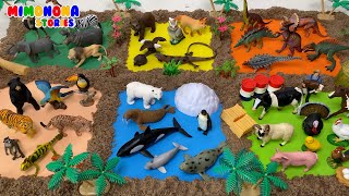 Animales para niños 🐧🐓 Bosque Polo Norte Granja Selva Dinosaurios Sabana ✨ Mimonona Stories