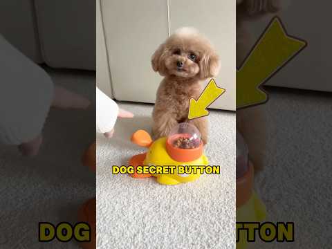 Dog gets unexpected surprise after pressing button