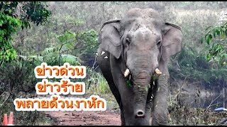 ข่าวด่วน !!! ข่าวร้าย พลายด้วนงาซ้ายหัก (ข่าวเศร้าจริงๆ)