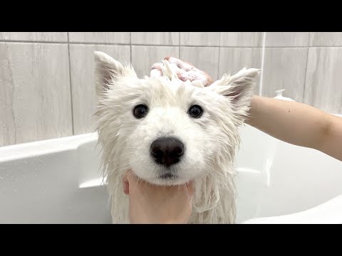 The day when my cute cotton ball melted