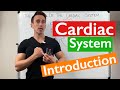 Understanding the Cardiac System