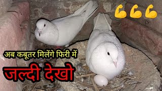 अब कबूतर मिलेंगे गिफ्ट में वीडियो जल्दी देखो💪💪💪#birds #kabuter #pigeon #viral