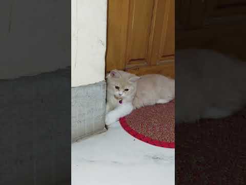 Mochi Funny Cat Videos #catvideos