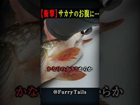 サカナのお腹にヤバい○○が…!!!