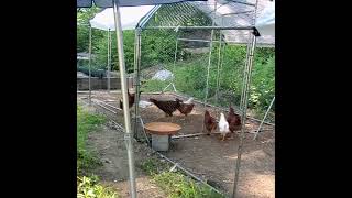 Chicken Sports - Chicken Fuzzball Tournament