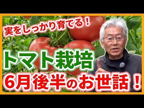 家庭菜園や農園のトマト栽培で6月後半は実をしっかり育てる時期！脇芽かきの秘訣とトマトの育て方！【農家直伝】