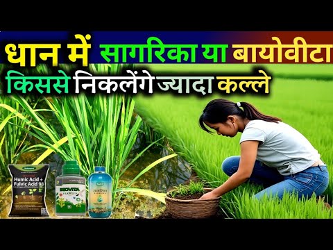 धान में अधिक  कल्ले किसे डालने से निकलेंगे सागरिका या बायोवीटा  Sagarika or Biovita in paddy
