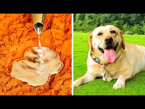 Buat Anjing Anda Menjadi Liar dengan Aksesori DIY yang Menggemaskan Ini!