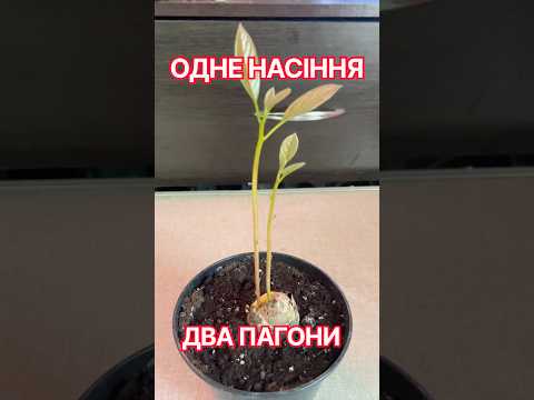 З одного великого зернятка виросло два пагони Авокадо