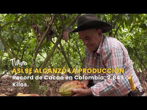 YouTube video thumbnail: This is how Record Cocoa Production was Achieved in Colombia: 2,849 Kilos