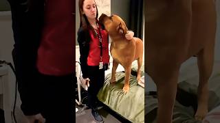 Big Puppy wants a Kiss