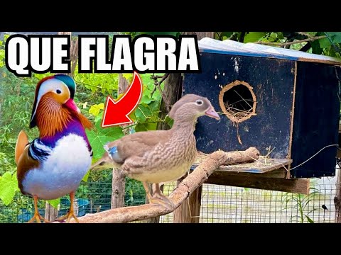 Ninhos e acasalamento Marreco Mandarim | Preocupação Tadorna | Aves Recriar