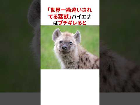 「世界一勘違いされてる猛獣」ハイエナの意外な雑学#shorts