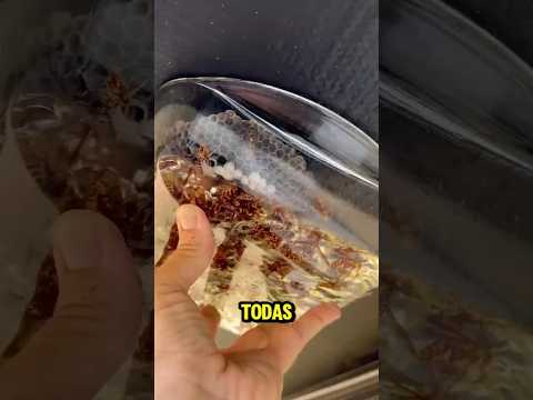 Gasolina vs Avispas | Eliminando avispas Parte 4 ⛽🐝