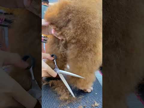 Trả lại vẻ đẹp trai cho Tony !! #trending #viral #pets #youtube #dog #grooming #funny #shorts #video
