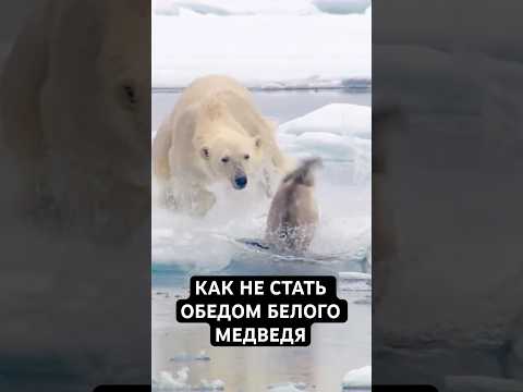 3 Факта о Белых Медведях, Которые Вы Должны Знать