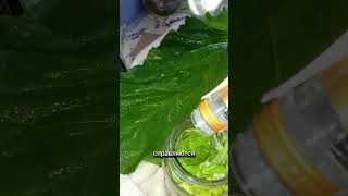 Собирай лопух все лето. Здоровые ноги будут всегда.  #лопух