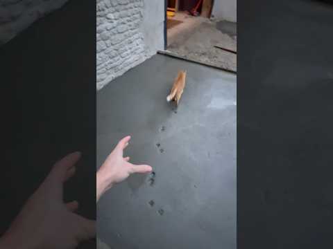 Bientôt disponible, chat à vendre ! 😡🤬#renovation #rénovationmaison #renovationproject